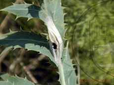 Пестрянка-весёлая_кокон_вскрытый